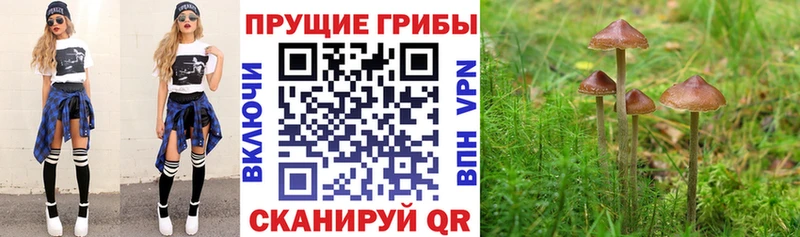 Галлюциногенные грибы мицелий  Купить закладки  Бирюсинск 